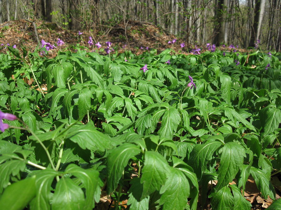 Image of Cardamine glanduligera specimen.