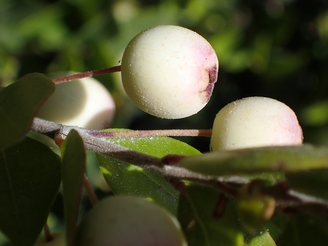 Image of Myrtus communis var. leucocarpa specimen.