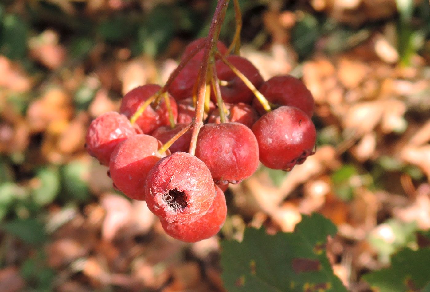 Изображение особи Crataegus chlorocarpa.