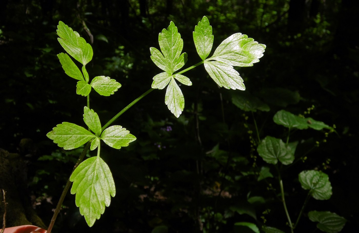 Изображение особи Smyrnium perfoliatum.