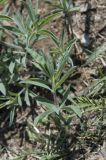 Thermopsis lanceolata