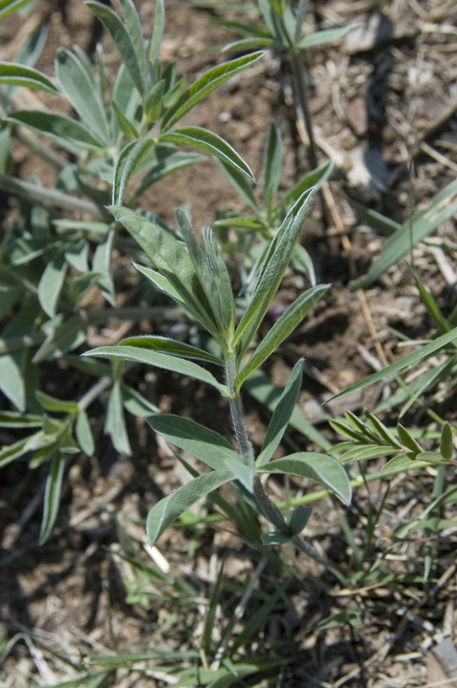 Изображение особи Thermopsis lanceolata.