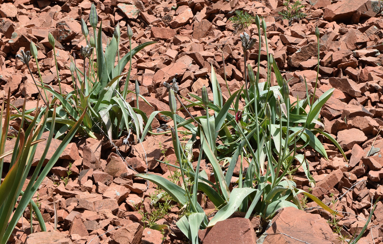 Image of Tulipa vvedenskyi specimen.