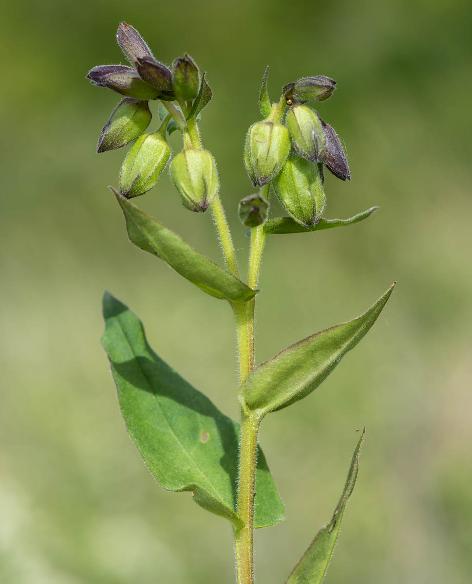 Изображение особи Pulmonaria mollis.