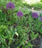 род Allium