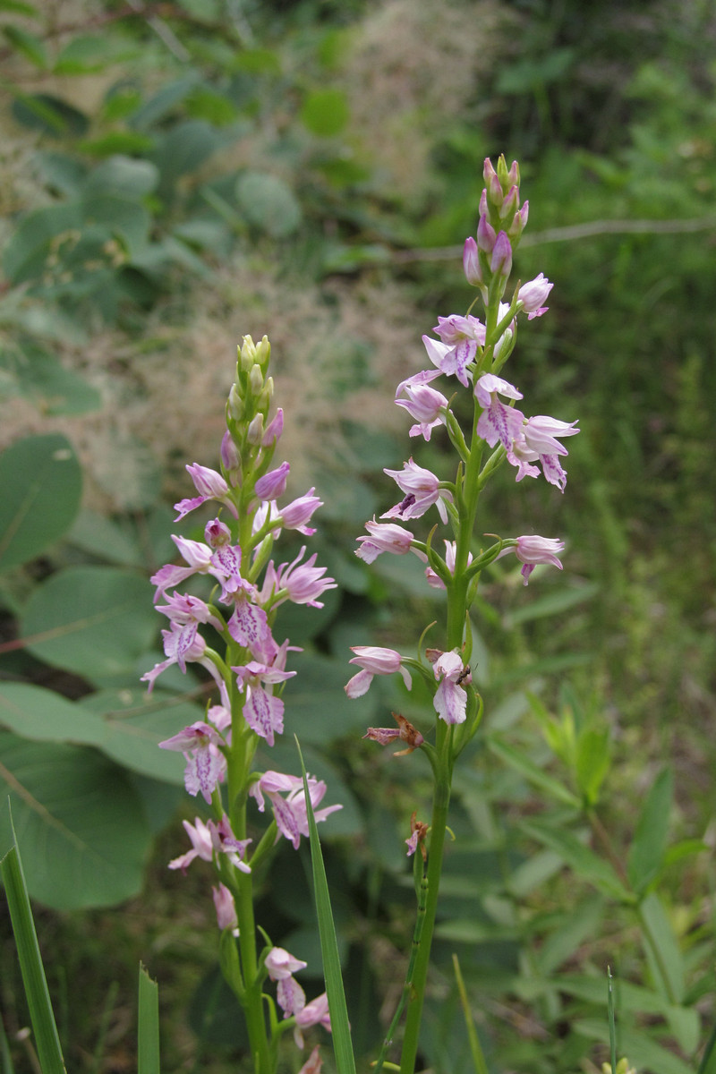 Изображение особи Dactylorhiza iberica.