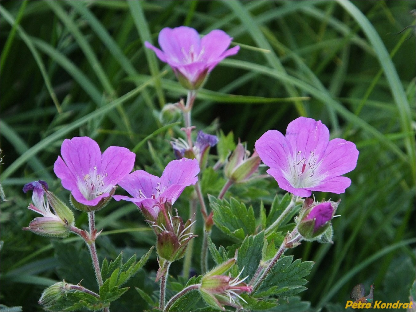 Изображение особи Geranium alpestre.