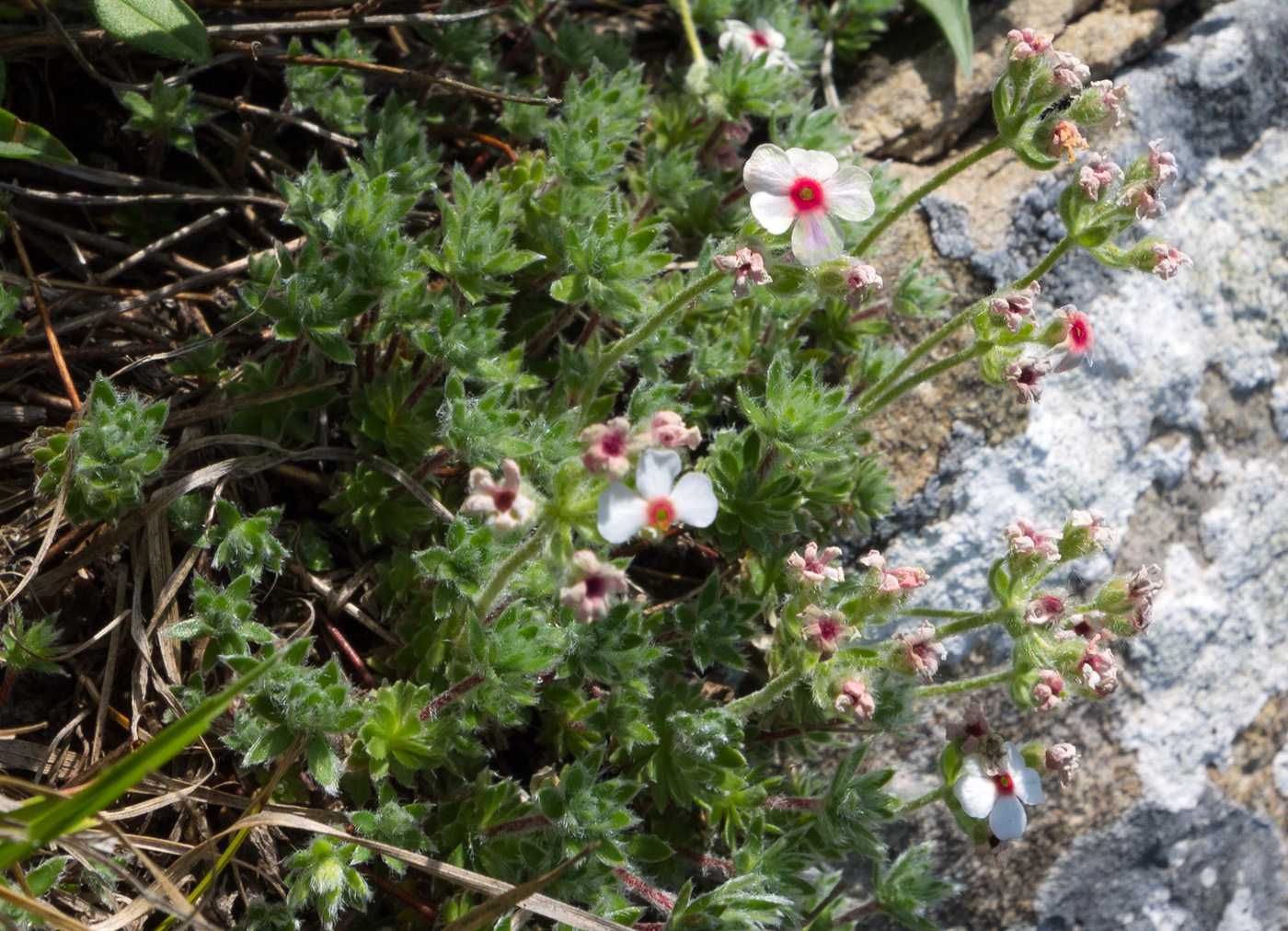 Image of Androsace barbulata specimen.