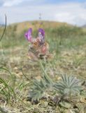 Oxytropis pumila. Цветущее и плодоносящее растение. Алтай, Кош-Агачский р-н, 5 км ЮВ с. Чаган-Узун, долина р. Тыдтуярык, горная полупустыня. 8 июля 2019 г.