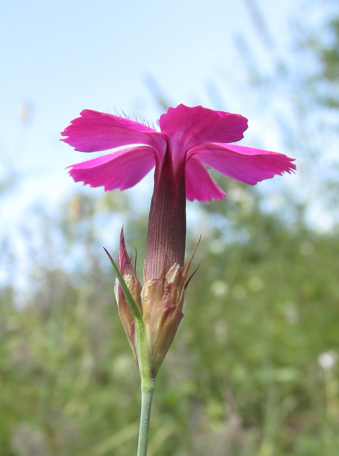 Image of Dianthus caucaseus specimen.