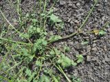 Rumex hastifolius
