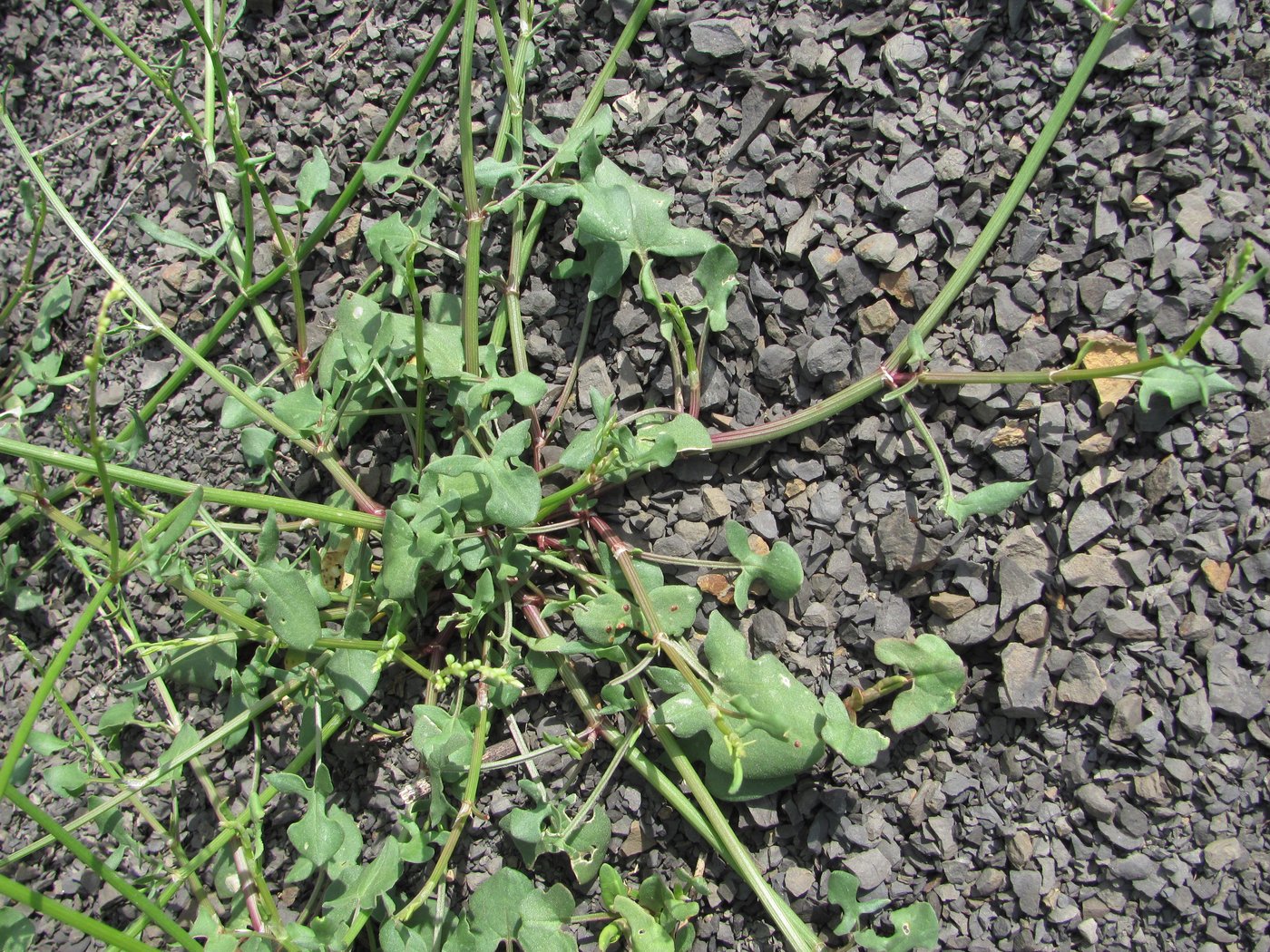 Image of Rumex hastifolius specimen.