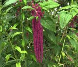 Amaranthus caudatus