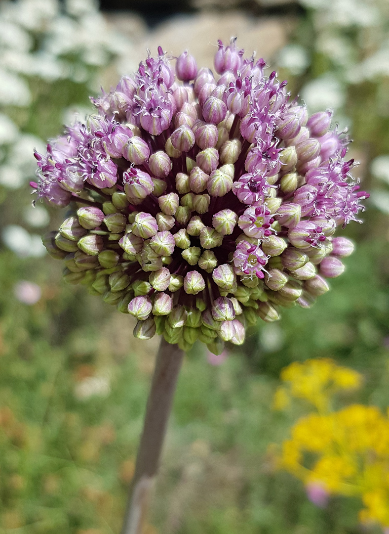 Image of Allium commutatum specimen.