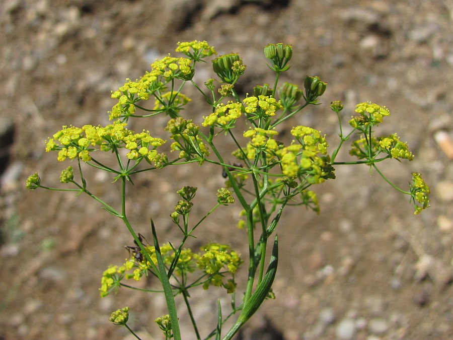 Image of Bupleurum exaltatum specimen.