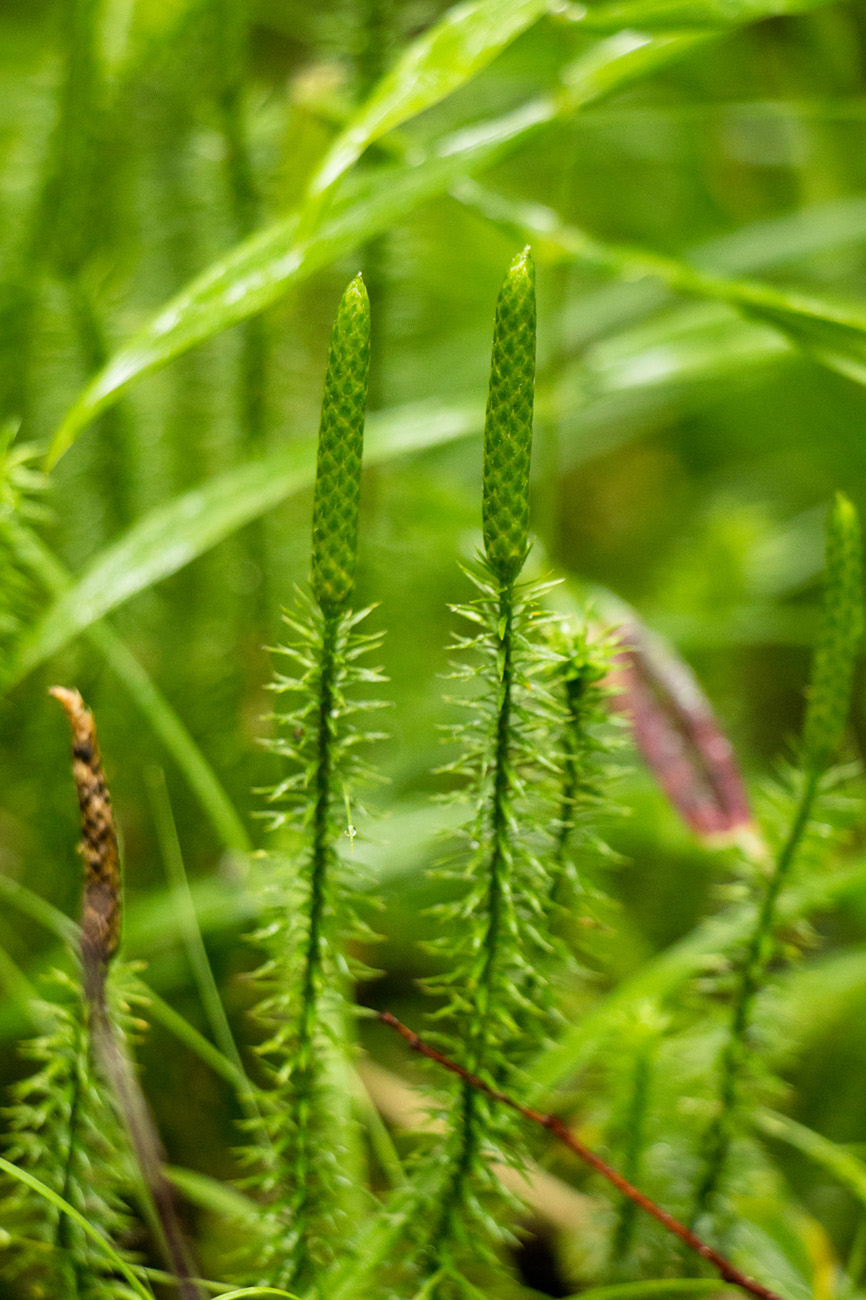 Изображение особи Lycopodium annotinum.