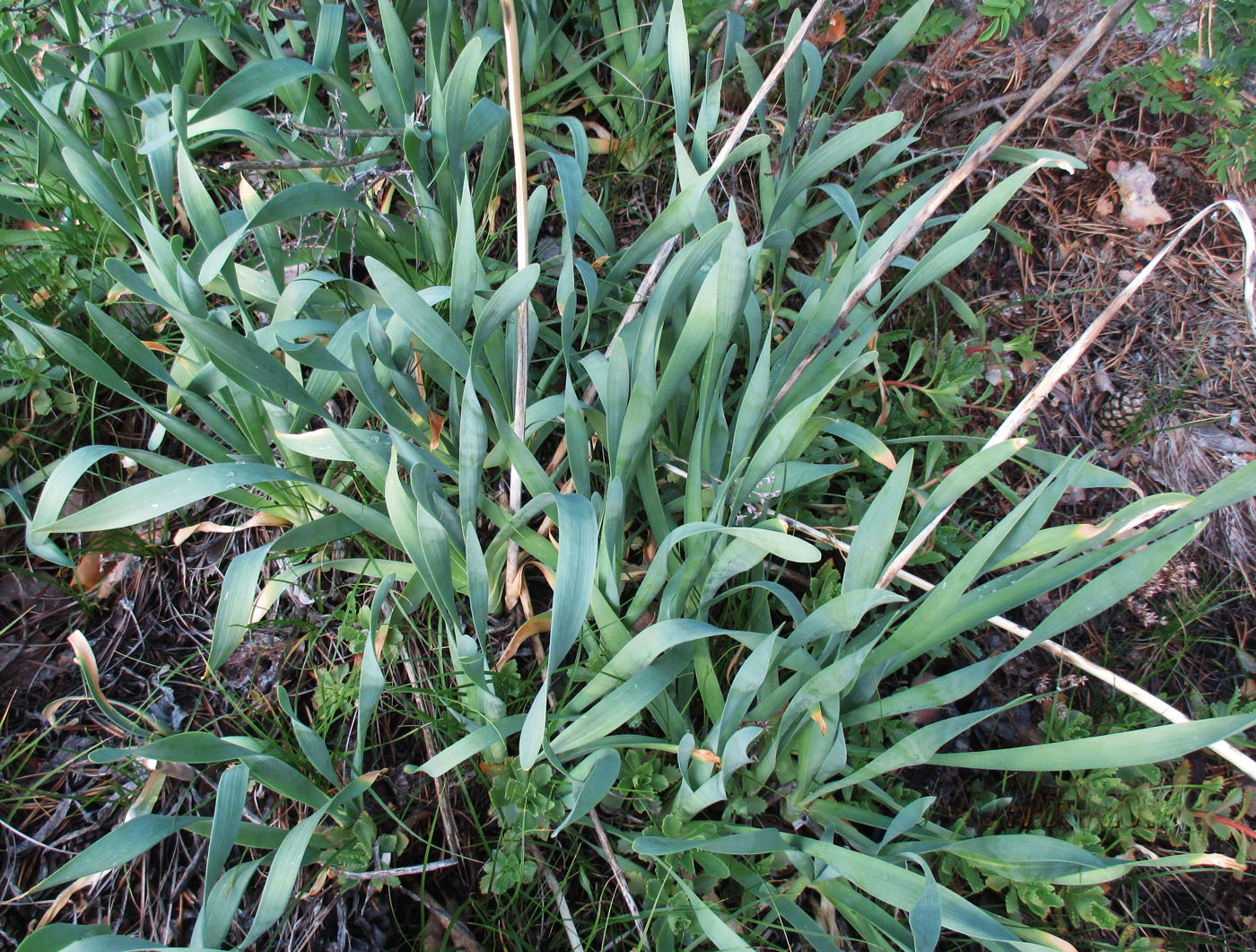 Image of Allium nutans specimen.