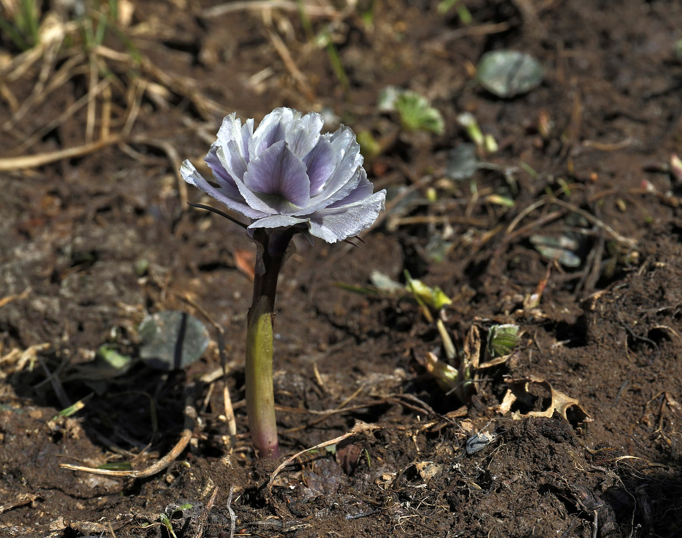 Изображение особи Trollius lilacinus.