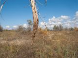 Calamagrostis glomerata