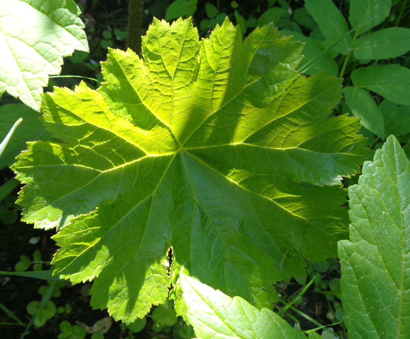 Image of Darmera peltata specimen.