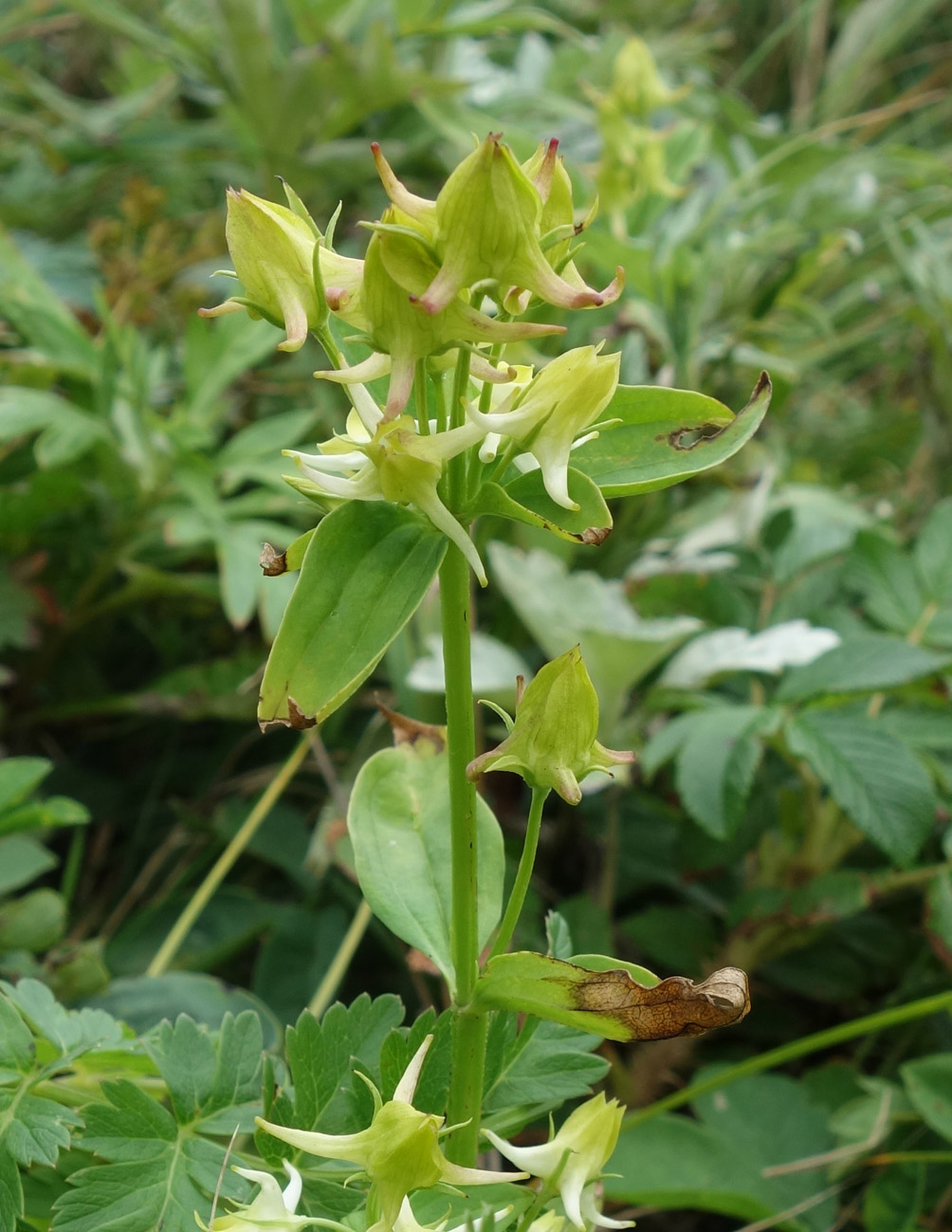 Изображение особи Halenia corniculata.