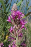 Lythrum tomentosum. Соцветие. Крым, Севастополь, окр. м. Фиолент. 7 августа 2010 г.