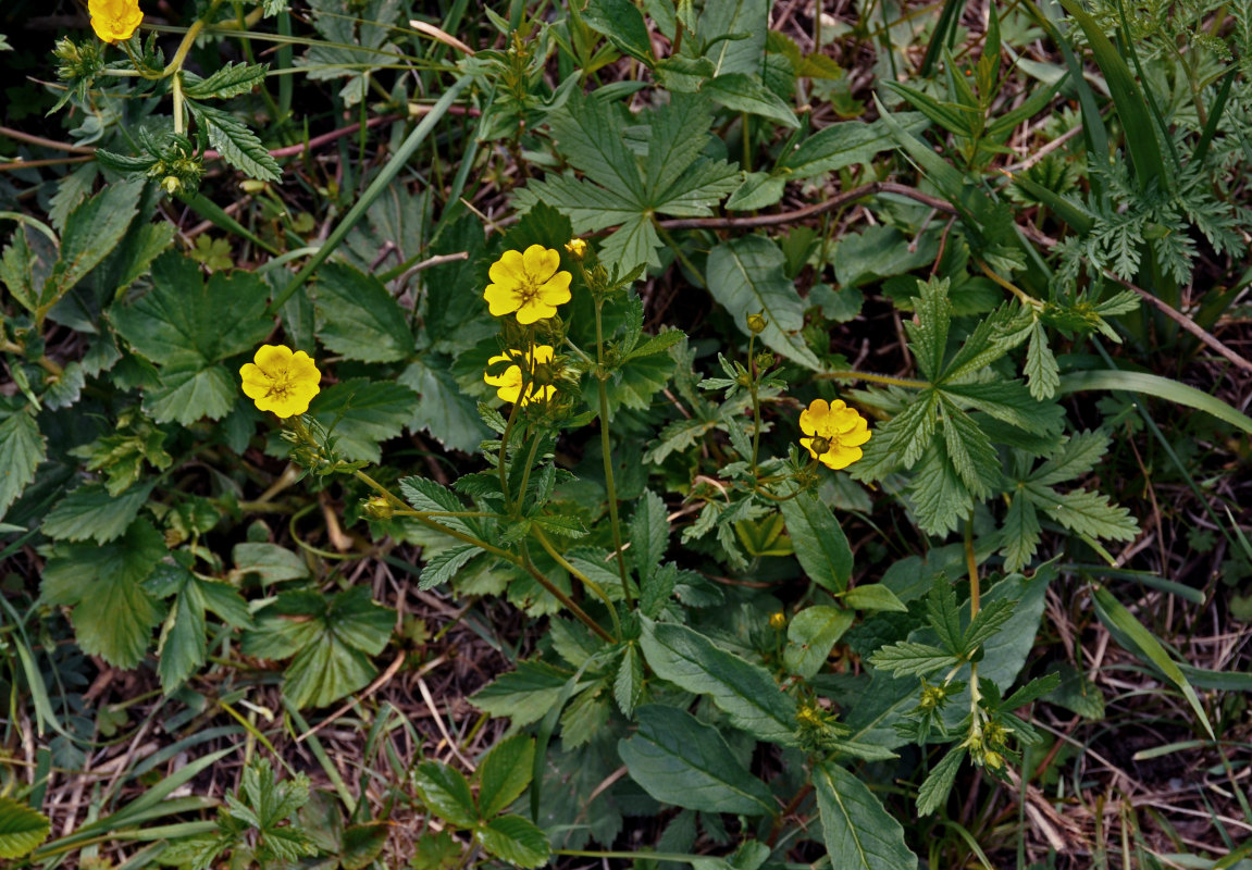 Image of Potentilla chrysantha specimen.