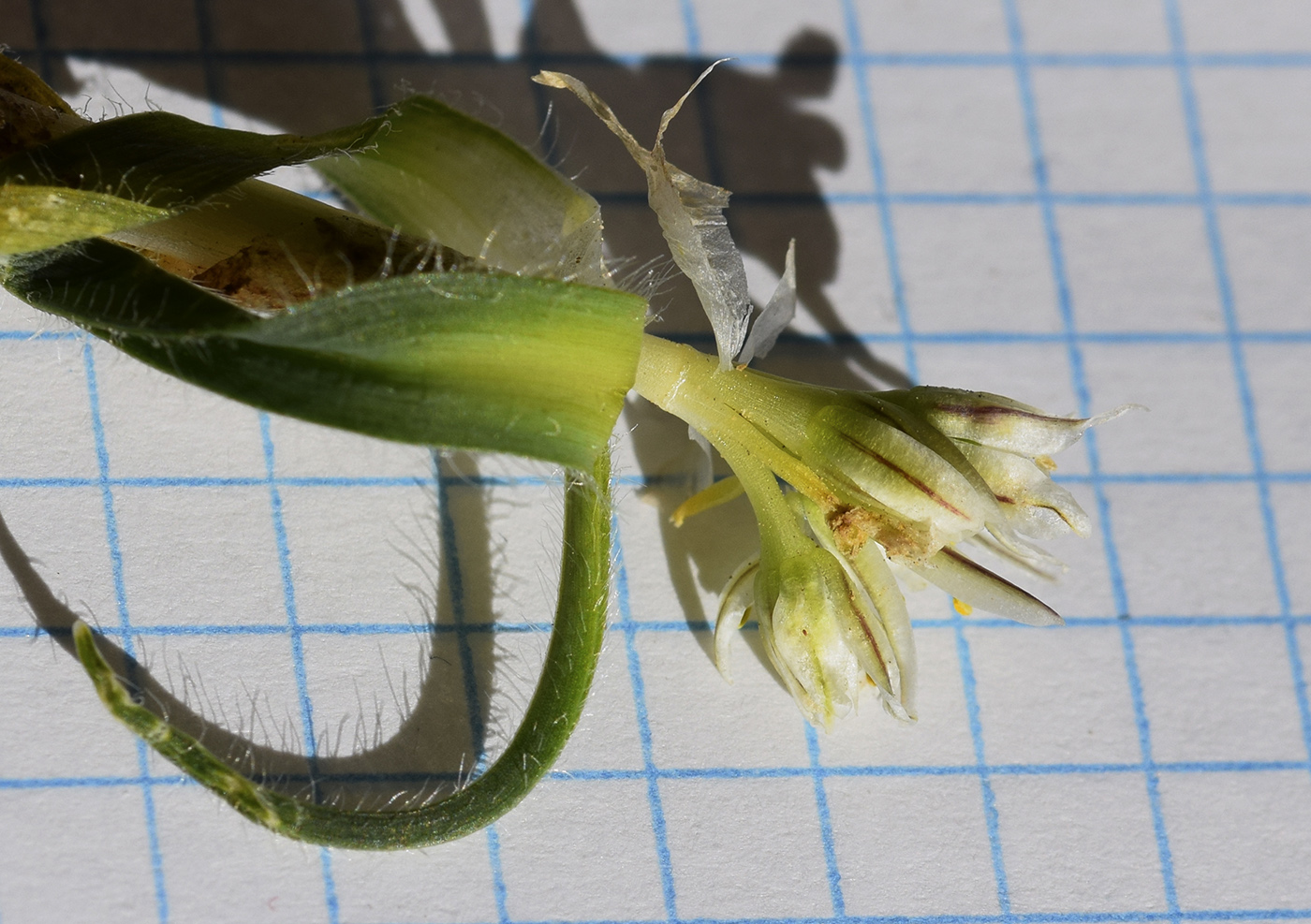 Image of Allium chamaemoly specimen.