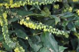 род Mahonia. Соцветие. Великобритания, Англия, парк \"Landscape Garden\". 21.01.2019.