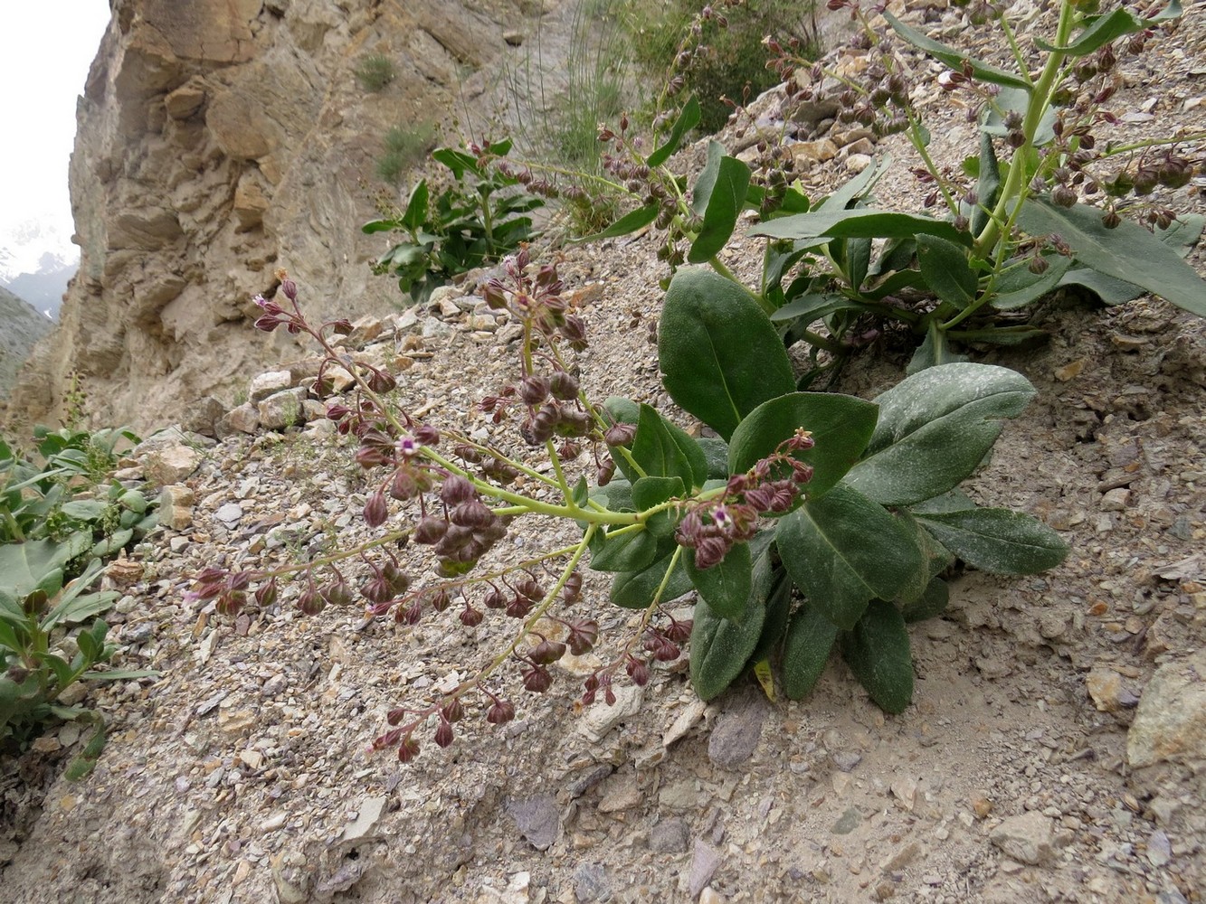 Image of Caccinia dubia specimen.