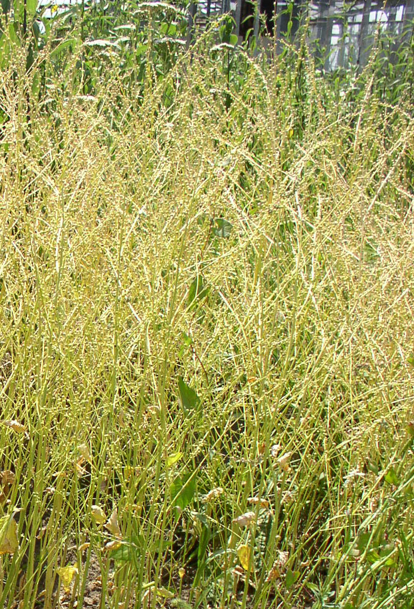 Image of Crambe abyssinica specimen.