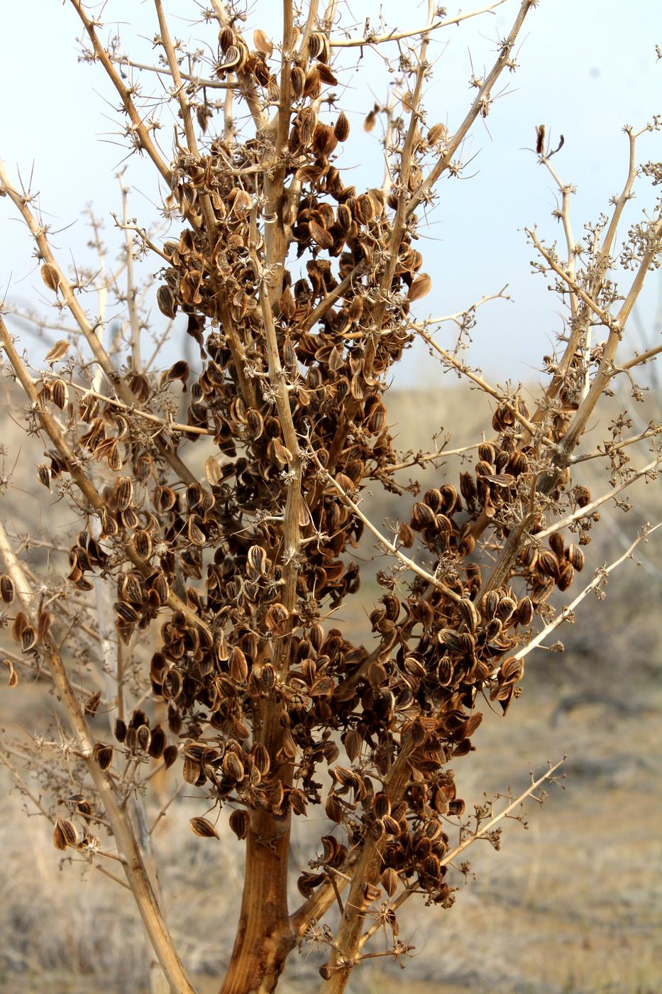 Image of Dorema sabulosum specimen.