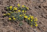 Potentilla incana