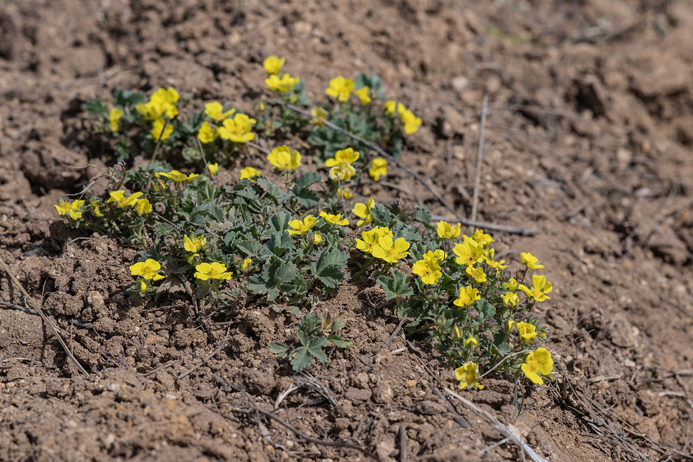 Изображение особи Potentilla incana.