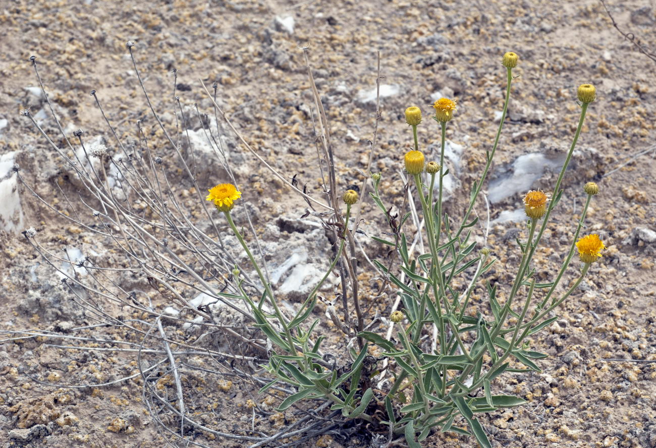 Изображение особи Inula multicaulis.