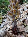 Orobanche gigantea. Нижняя часть генеративного побега (паразитирует на Ferula penninervis). Казахстан, Туркестанская обл., Толебийский р-н, территория Сайрам-Угамского национального парка; Угамский хр., дол. р. Сайрам-Су, ≈ 2050 м н.у.м., щебнистая осыпь. 04.07.2019.