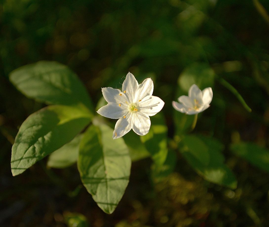 Image of Trientalis europaea specimen.