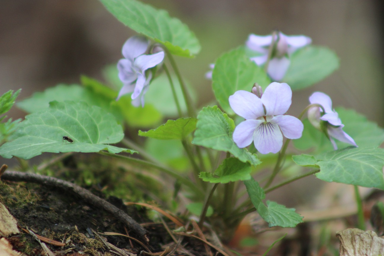 Image of Viola selkirkii specimen.