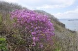 Rhododendron mucronulatum
