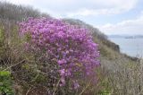 Rhododendron mucronulatum. Цветущее растение. Приморье, Хасанский р-н, окр. Славянского гор. пос., высокий берег моря. 06.05.2020.