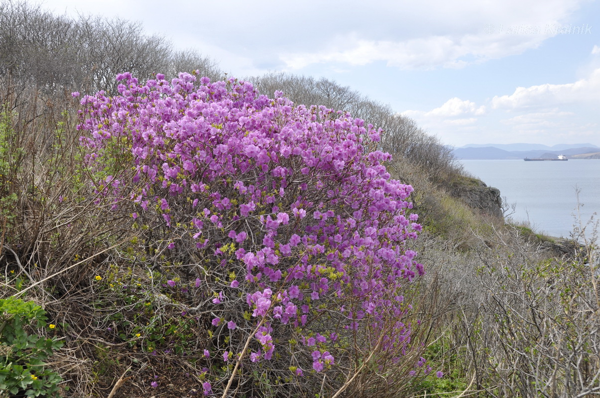 Image of Rhododendron mucronulatum specimen.