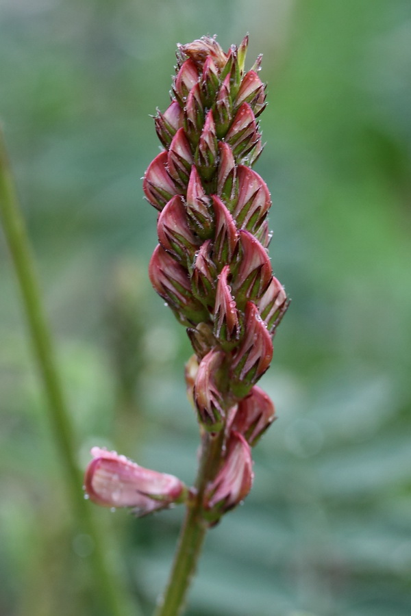 Image of Onobrychis viciifolia specimen.