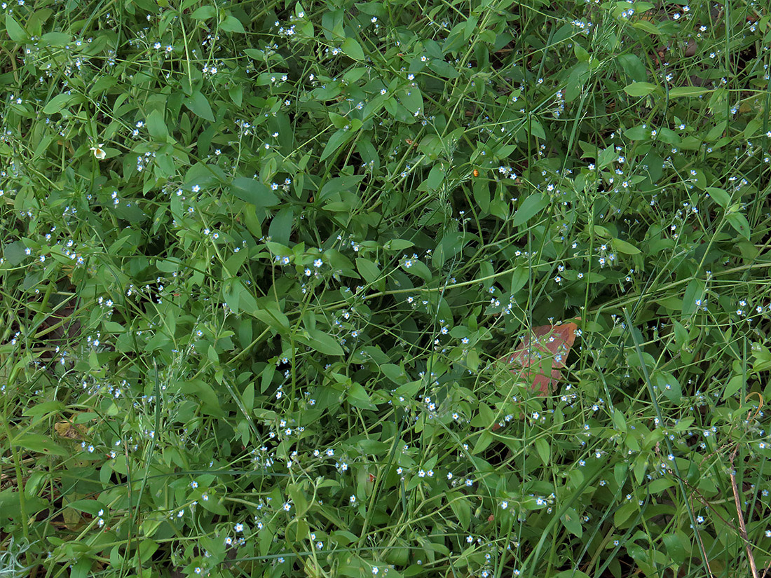 Image of Myosotis sparsiflora specimen.
