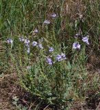 Veronica dentata