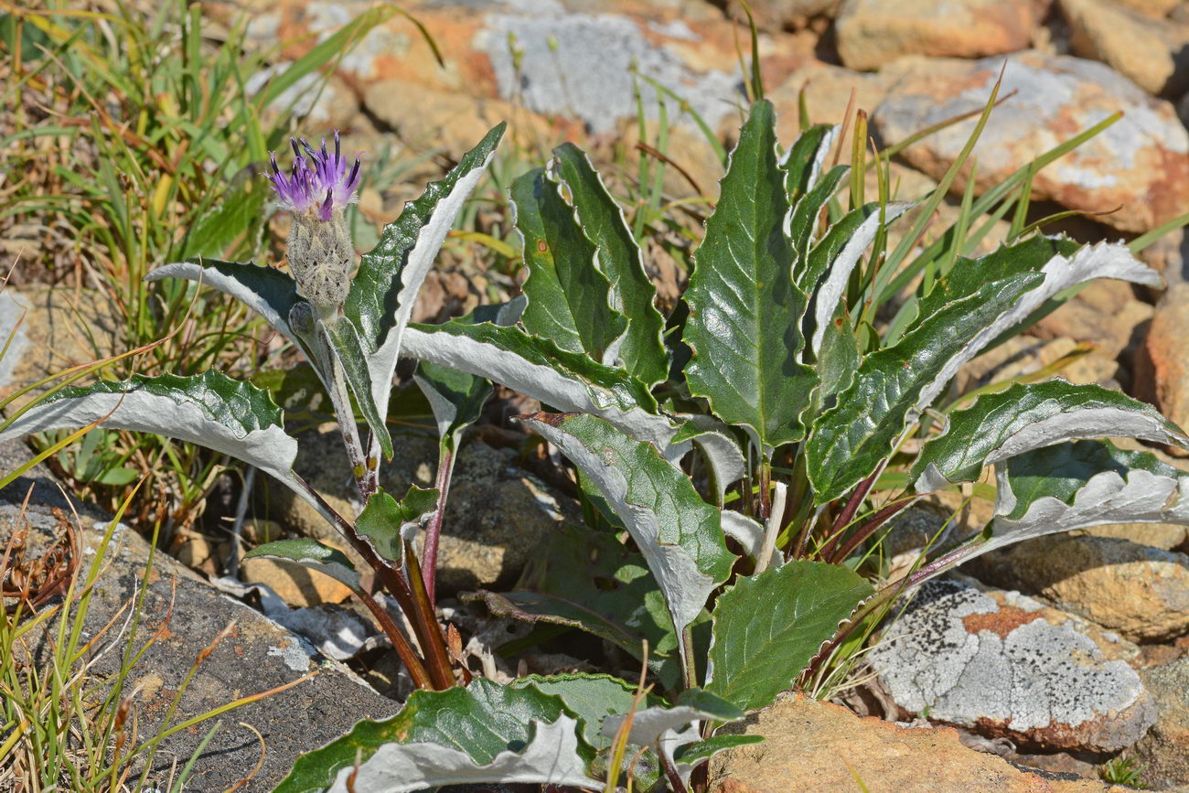 Изображение особи Saussurea uralensis.