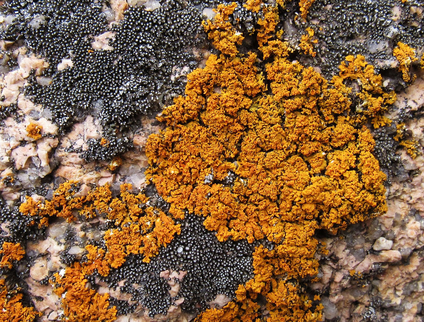 Изображение особи Xanthoria rutilans.