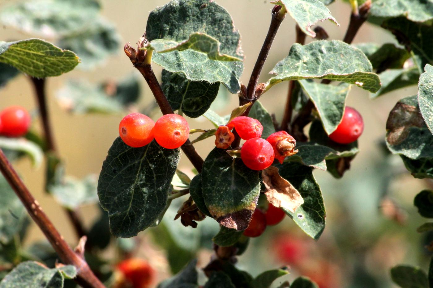 Image of Lonicera tianschanica specimen.