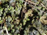 род Marchantia