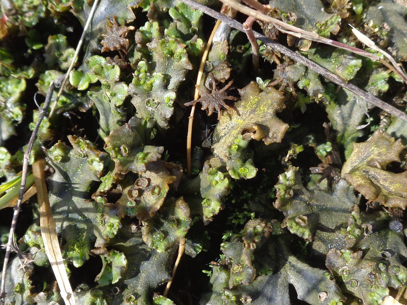 Image of genus Marchantia specimen.