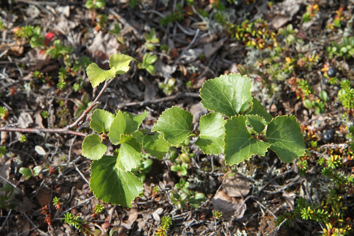 Image of genus Betula specimen.